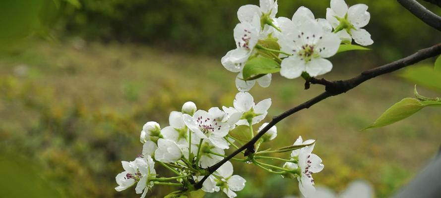 以梨花之花语寓意为主题的文章（梨花的美丽与内涵）