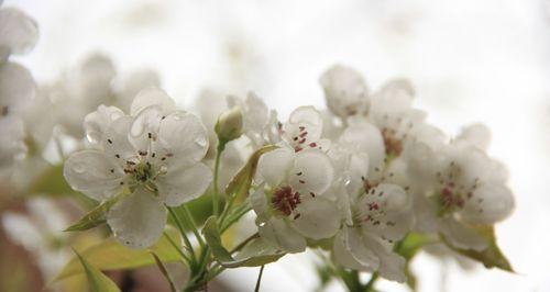 以梨花之花语寓意为主题的文章（梨花的美丽与内涵）