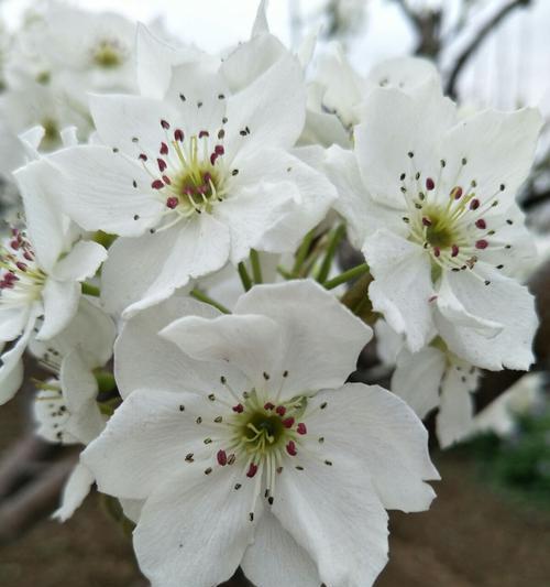 探寻梨花花语的意义与象征（梨花花语的解读与启示——一朵娇美的花朵中的深刻内涵）