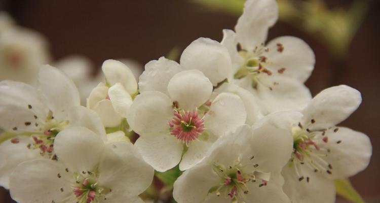 梨花的象征意义与传承（赏析梨花之美）