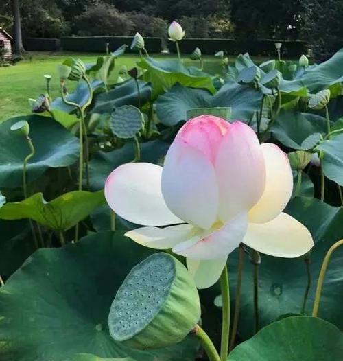 莲花花语的深意（探索莲花的文化意义与象征）