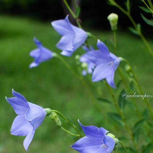 铃铛花花语的意义及传承（探究铃铛花的花语内涵与文化传统）