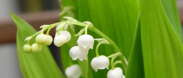 铃兰花语之美——解读铃兰花的花语（祈愿幸福）