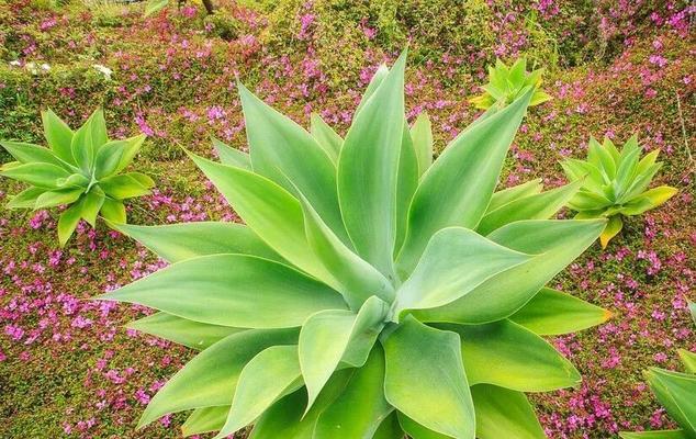 龙舌兰花的寓意与象征（揭示龙舌兰花的神秘魅力及其象征意义）