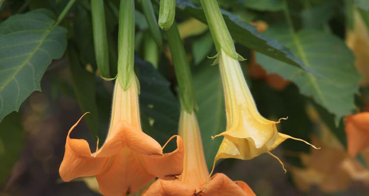 曼陀罗花的花语与介绍（神秘花朵的象征意义与特点）