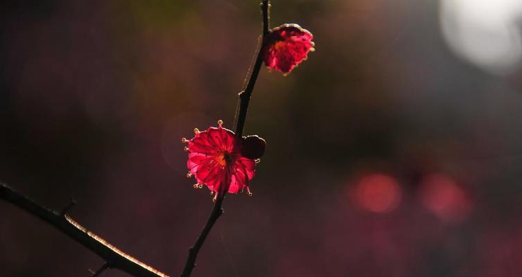 梅花的寓意与含义（以梅花代表了什么）