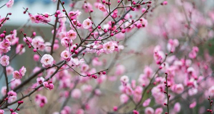 梅花的寓意与含义（以梅花代表了什么）