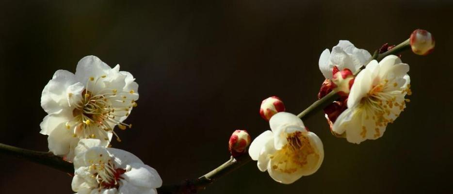 梅花的花语与意义（探究梅花的象征与寓意）