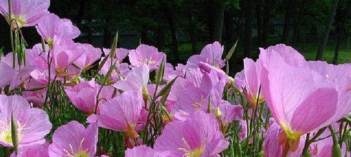 月见草花语与美丽情怀（探寻美丽月见草的花语与内涵）