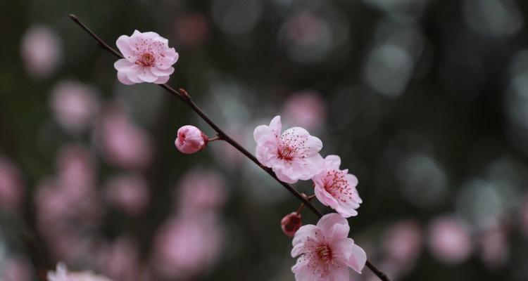 美人梅的花语与传说——含有祝福与爱的花朵（美人梅）