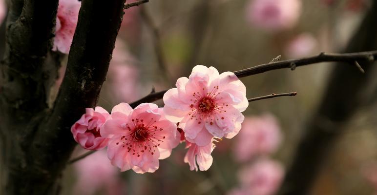 美人梅的花语与传说——含有祝福与爱的花朵（美人梅）