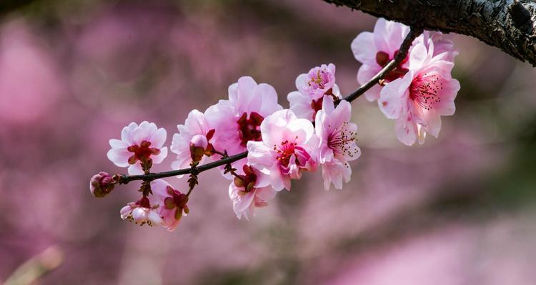 美人梅花语（唤起心灵共鸣的花语魅力）