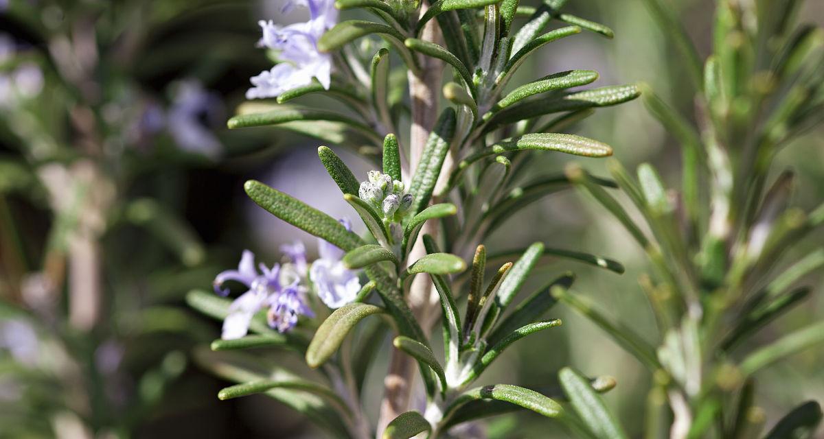 迷迭香花语（探索迷迭香花语的美丽意义）