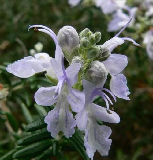 迷迭香花语（探索迷迭香花语的美丽意义）