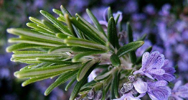 迷迭香花语（探索迷迭香花语的美丽意义）