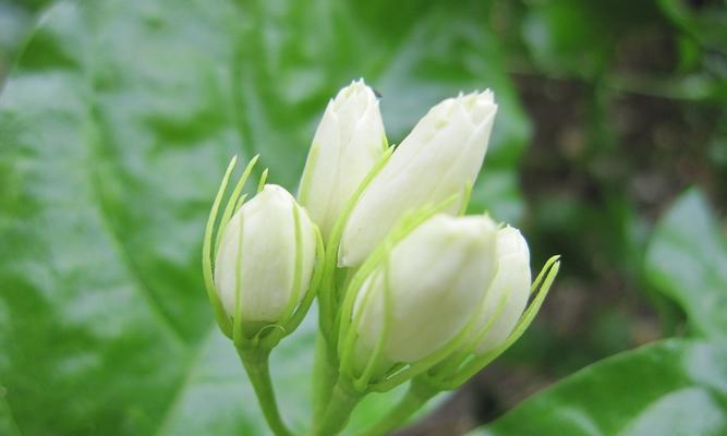 茉莉花语与寓意（芬芳浓郁的茉莉花）