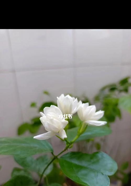 茉莉花语与寓意（芬芳浓郁的茉莉花）