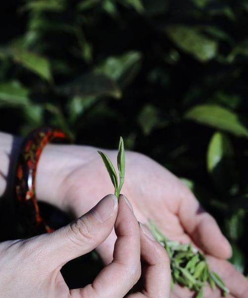 白毛尖茶的品种和制作方法（了解白毛尖茶的种类和制作过程）