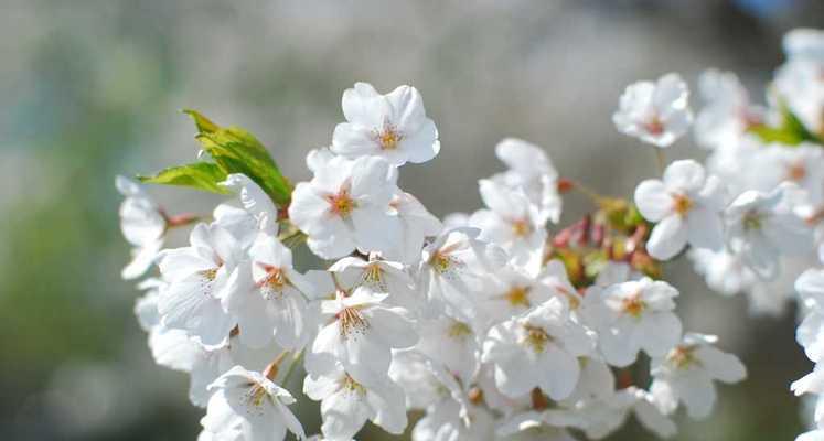 白梅花（探秘白梅花的产地）