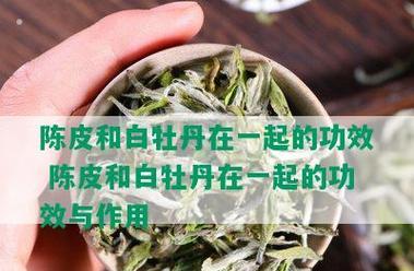 解读白牡丹茶的功效与作用（探究白牡丹茶的健康价值与文化内涵）