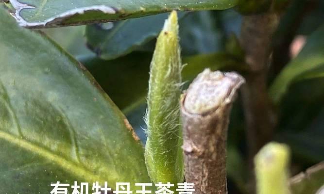 如何种植白牡丹种子（从选种到成活）