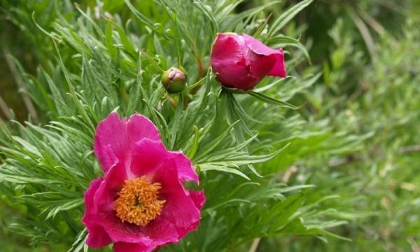 白芍和赤芍——同源异名的中药材（了解中药学知识）