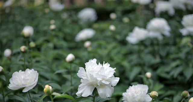 白芍和赤芍——同源异名的中药材（了解中药学知识）