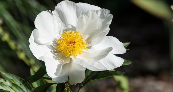 白芍花（探究白芍花所代表的意义及其应用价值）