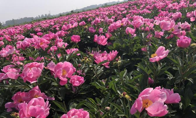 白芍种植全指南（了解种植时间、选址、土壤和灌溉技巧）