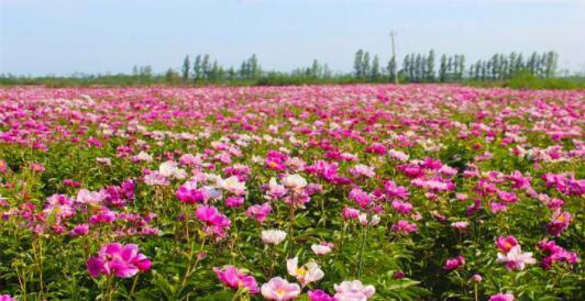 白芍种植全指南（了解种植时间、选址、土壤和灌溉技巧）