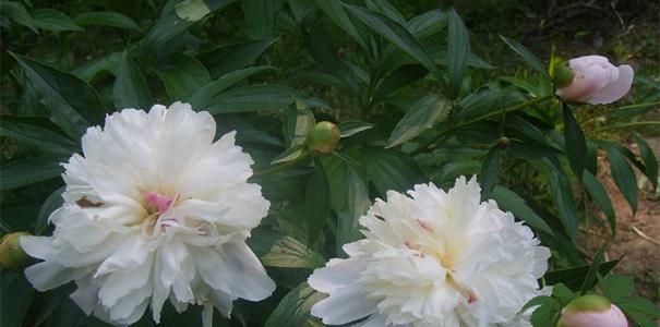 探究白芍开花时间及花期长短（白芍的生长与开花情况及其影响因素）