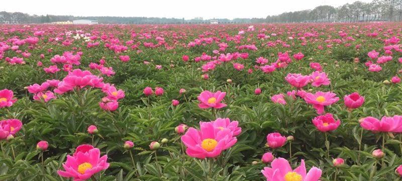 如何选择最佳的白芍种子种植时间