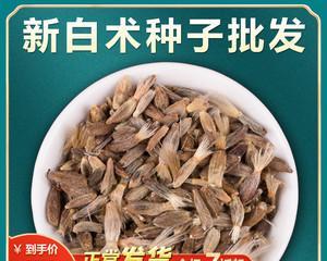 白术种子的营养价值及食用方法（健康饮食）