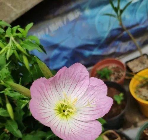 白天开花的植物，美丽绽放（探索白天开花植物的奥秘）