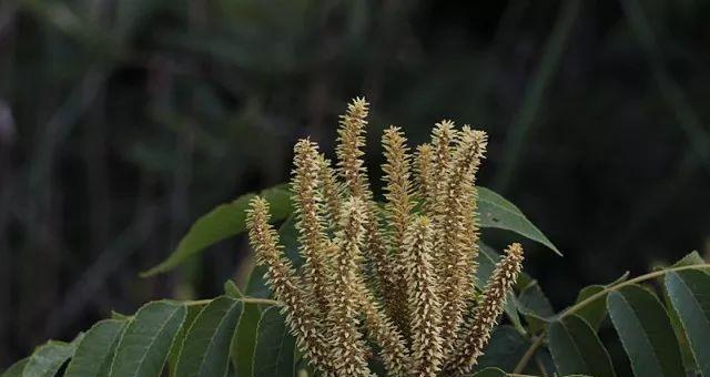 白香树的种植与养护（掌握白香树的特点）