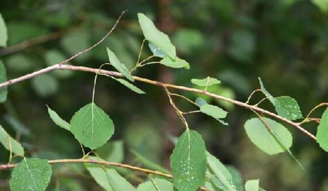 了解白杨树开花的时间、形态与意义（了解白杨树开花的时间）