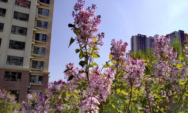 白杨树花开的神秘与美丽（探究白杨树的开花情况及象征意义）