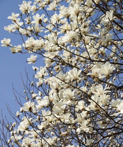 白玉兰开花（白玉兰的花期和花语）