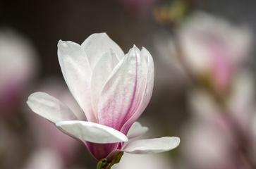 白玉兰花的开花时间及特点（了解白玉兰花的开花季节）