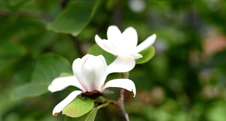 白玉兰花开花频率（探究白玉兰花的开花规律及影响因素）