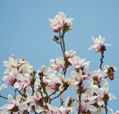 白玉兰开花之美（观赏白玉兰花）