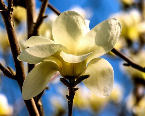 白玉兰开花之美（观赏白玉兰花）