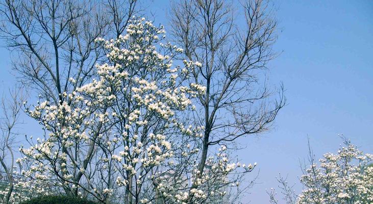 白玉兰——中国哪个市的市花（探寻白玉兰的故乡）