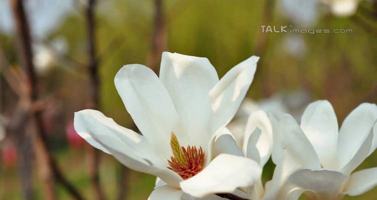 白玉兰——花神之花