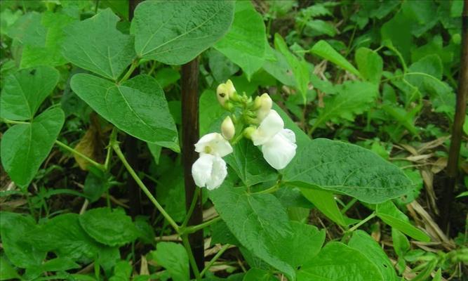 白芸豆种子的来源和特点（探索白芸豆种子的植物背景及营养价值）