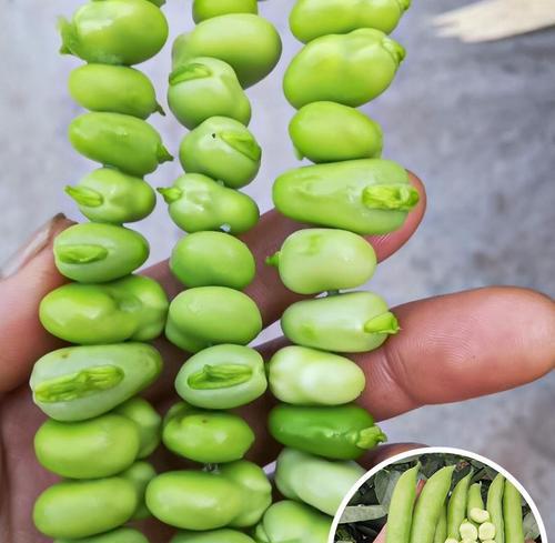 白芸豆种子的来源和特点（探索白芸豆种子的植物背景及营养价值）