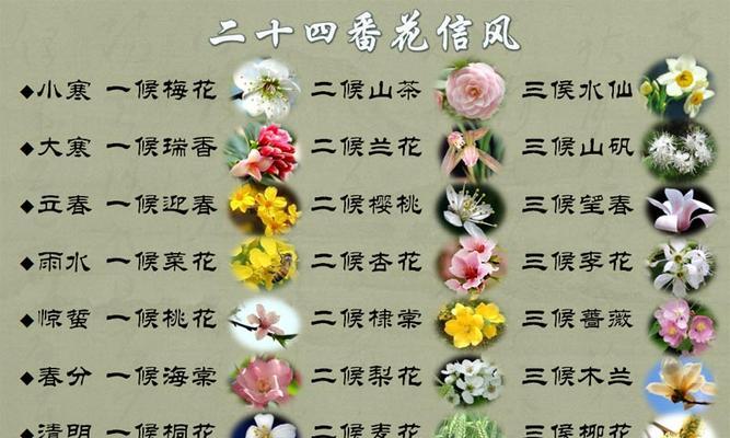 白掌催花时间和方法的探究（妙招助你享受鲜花的美丽——白掌催花方法）