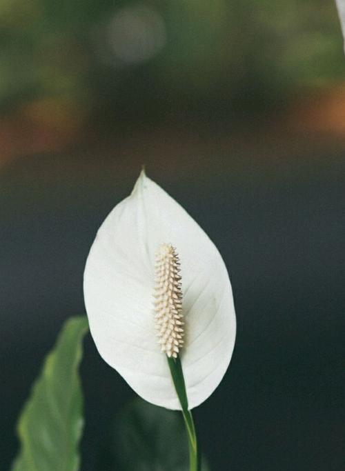 白掌花的象征与寓意（探秘白掌花的鲜花语言）