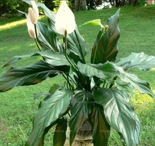 白掌怕冷（白掌植物介绍及冬季养护建议）