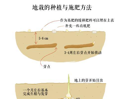 白掌水培养殖全攻略（从零开始）